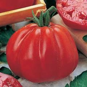 Seminte plic tomate p.d albenga 250 sem