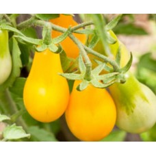 Seminte tomate yellow pearshaped