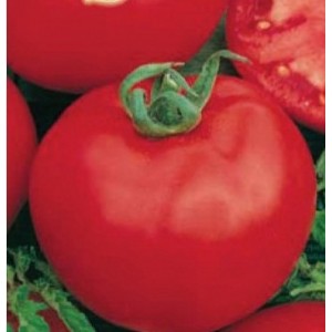 Seminte plic tomate ace 55 vf1gr