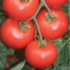 Seminte tomate alvaro f1 100 sem