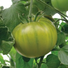 Seminte tomate verzi smarald Seminte tomate verzi smarald