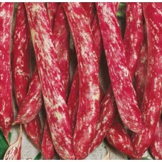 Seminte plic fasole urc.bor.red 15gr