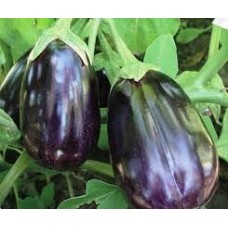 Seminte plic vinete black beauty 2gr